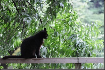 Black_cat_on_a_railing_and_green_trees-Hisashi-01