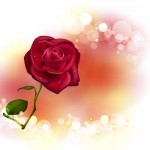 Rose for Valentines