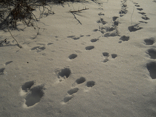 footprints