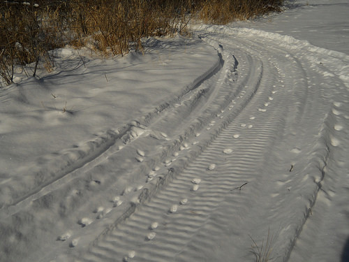 fox likes the snowmobile trail