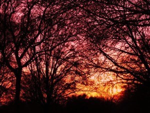 Sunlight_Through_the_Trees_by_SeaStar114