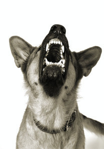 aggressive dog HP blog