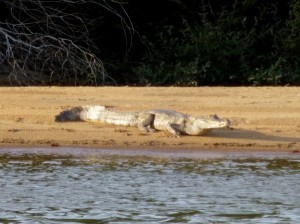 Caiman