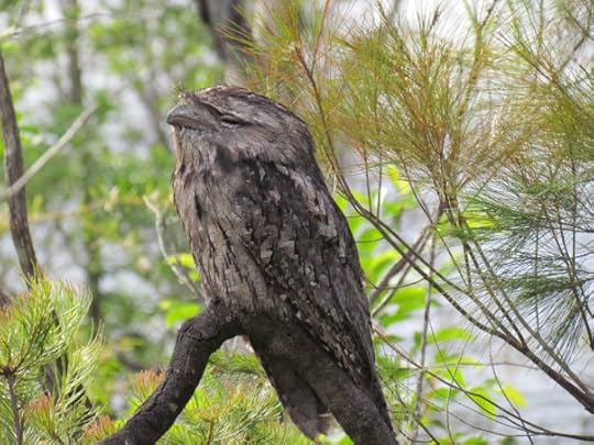 A Tawny Frogmouth chilling out