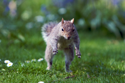 (image from iStock)