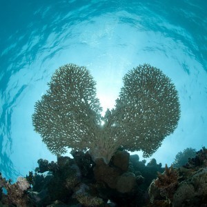 adventure-journal-hearts-in-nature-coral-SS