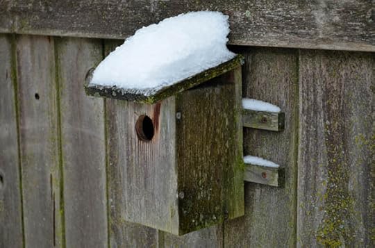 winter-bird-care