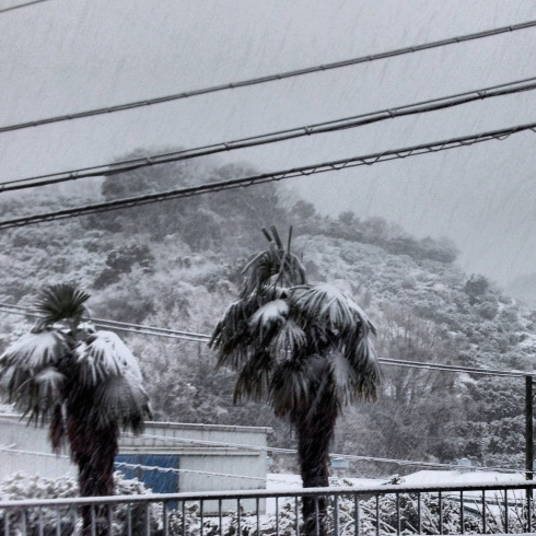 Much like these palms. They're really confused.