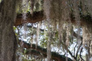 live oak tree with hanging moss