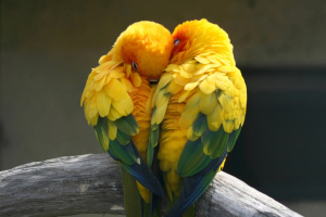 Cuddling Together