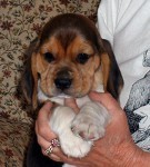 Puppy Connery