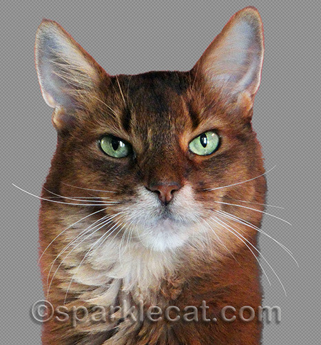 It will be a while before my human makes another crop of me!