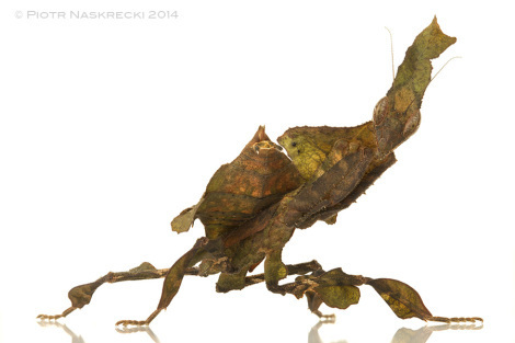 Sibylla mantids are closely related to the otherworldly Ghost mantids (Phyllocrania paradoxa). I have not yet found one in Gorongosa, but I am pretty sure that we have them there.
