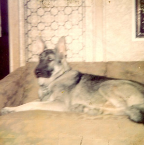 This huge German Shepherd was one of the sweetest doggies I ever loved. He was 120 pounds, and VERY protective, but would play with kittens. He was a lovely member of our household.