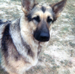 Onya was an 80 pound German Shepherd who was an angel... Always wanted to please, and please she did. I still miss her.