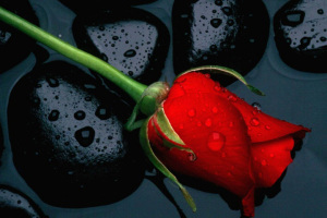 redrose on black rock