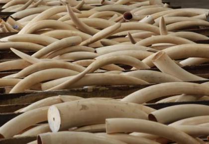 Ivory tusks are stored in boxes at Hong Kong Customs after they were seized from a container from Nigeria. Photograph by REUTERS/Bobby Yip