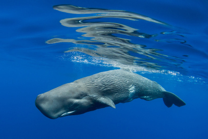 Whale