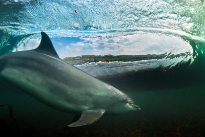 Dolphin