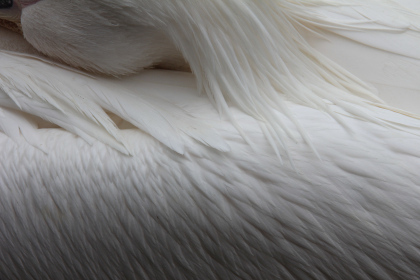 Pelican by Sylvia Ross