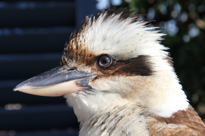 Kookaburra by Sylvia Ross