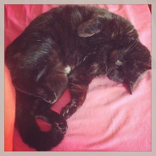 heaven has a name: it´s called the pink couch. Ladies and gentleman, let me introduce Mouloup (direct translation for soft wolf) #catsofinstagram #cats #heaven #crazyaboutfurballs #catsheaven #life