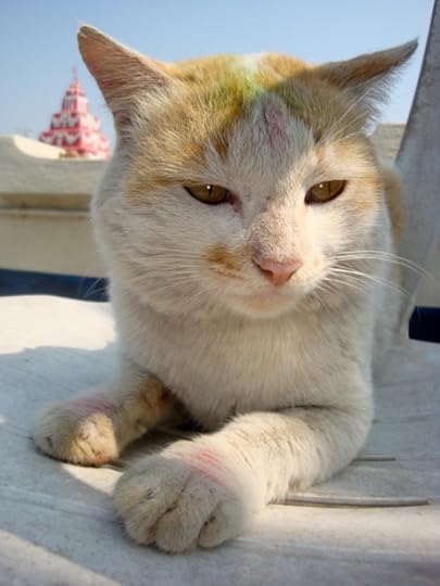 The Cat Photographed by Vikram Roy © Copyright 2014