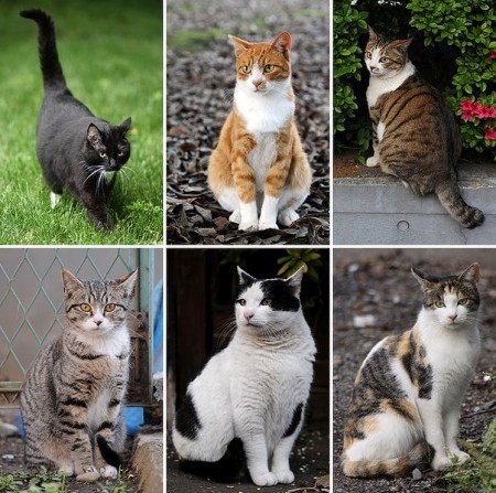 cat_genome