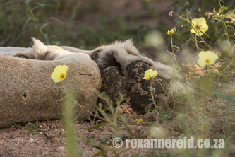 Kgalagadi Transfrontier Park