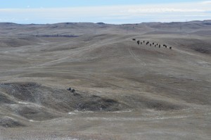 Tatanka, the Great American Bison