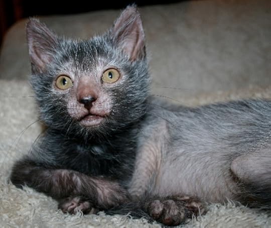 WerewolfCat