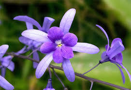 Violets were used in magic to heal, protect, and pacify both mortals and spirits.
