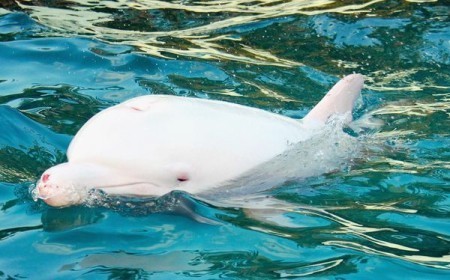 albino dolphin, dolphin, dolphins, the cove movie, taiji, japan, animal abuse, animal cruelty, endangered animals