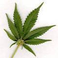 Cannabis