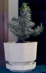 little tree