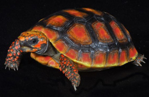 very red tortoise