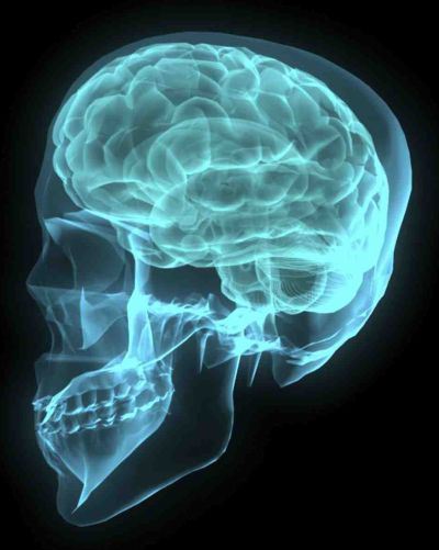 Brain