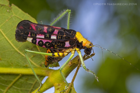 Pardalota reimeri, probably the most colorful and one of the rarest katydids in the world. The individuals I observed in Quirimbas are the first record of this species in 103 years.