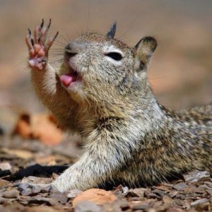 animal-high-five-29