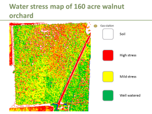Walnut orchard