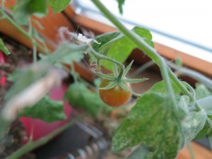 tomato-20140218