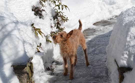 Philomena in the snow