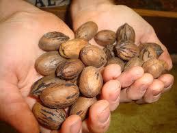 pecans