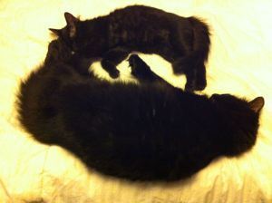 Morpheus and Nocturne