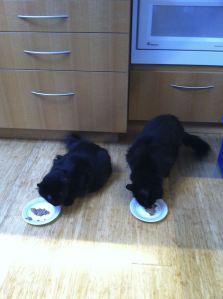 Morpheus and Nocturne