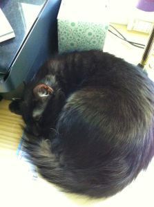 Morpheus asleep on my desk