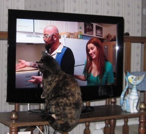 cat-watching-my-cat-from-hell