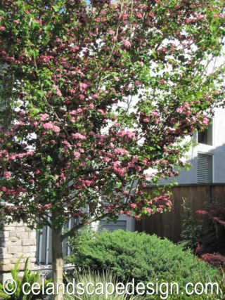 Craetegus full sized