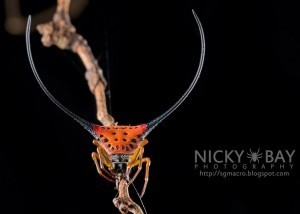 spiny black orb weaver