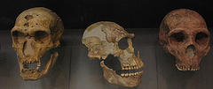 9878412 ecb55400b8 m51 Who did Cain Marry? Could it have been a Fallen Angel or a Neanderthal?